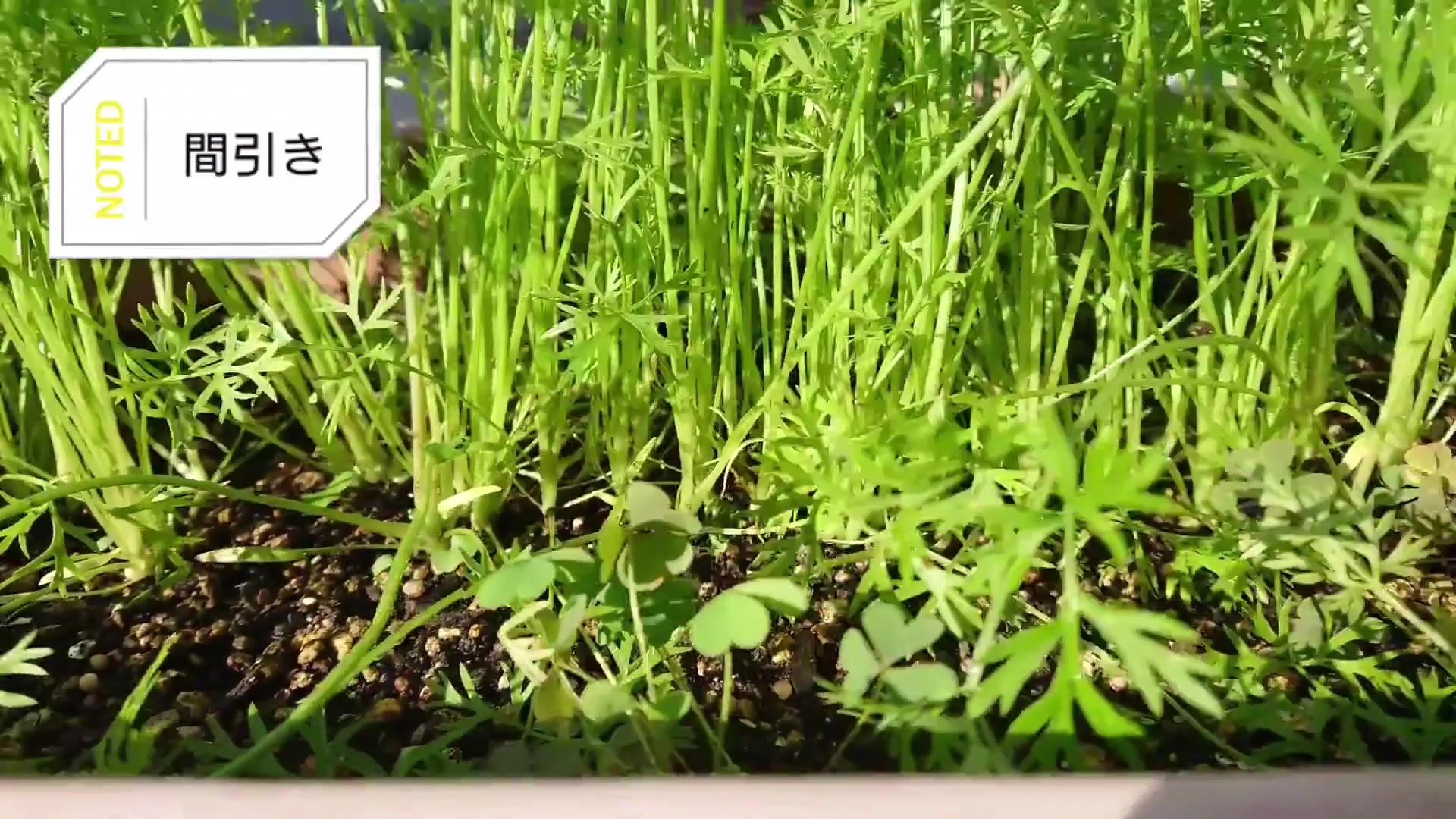 葉と茎が触れ合う間隔で育つニンジンの株元