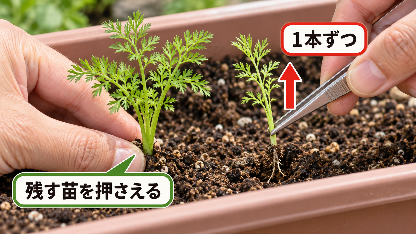 残すニンジンの苗を押さえて隣の苗をピンセットで1本抜く方法