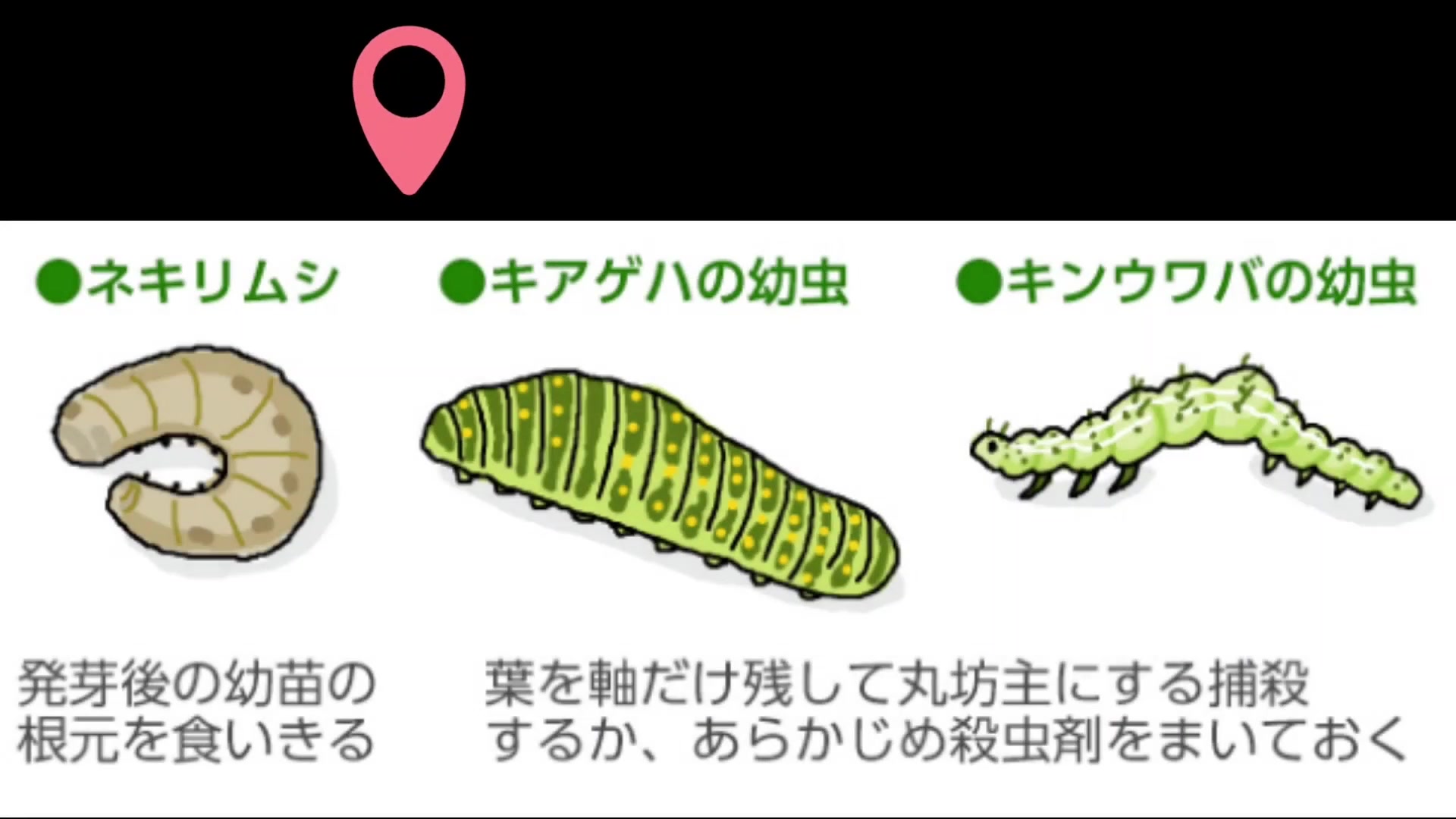ニンジンで確認したいネキリムシ類、キアゲハ、キンウワバ類の幼虫