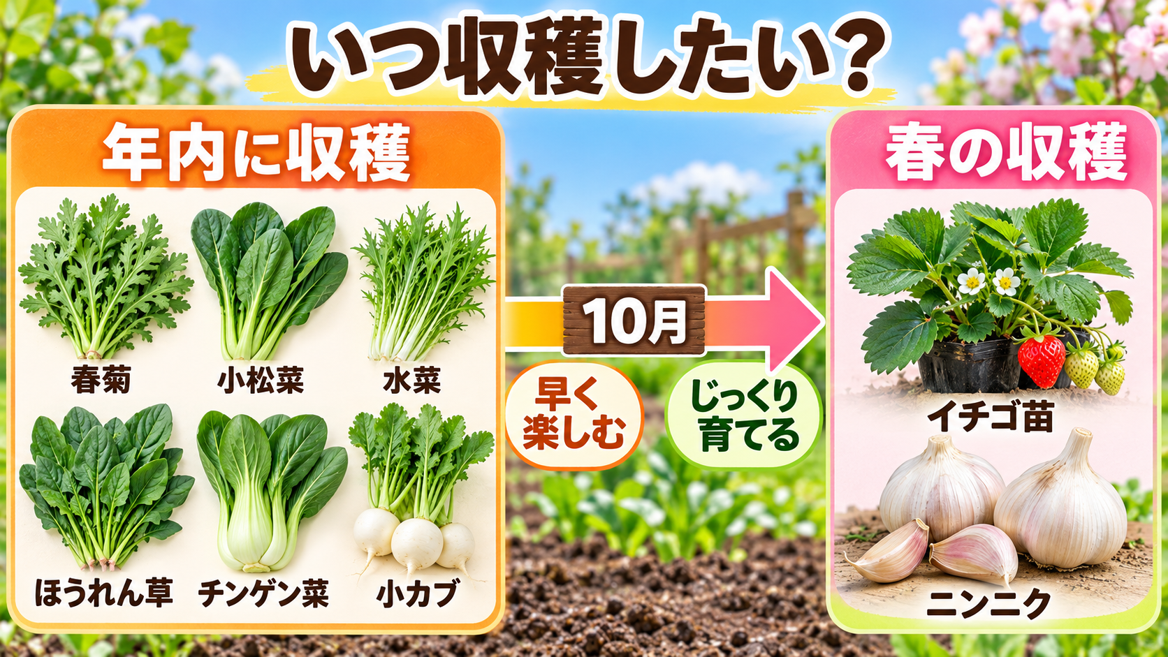 10月に植える野菜を年内収穫と春収穫に分けた比較図
