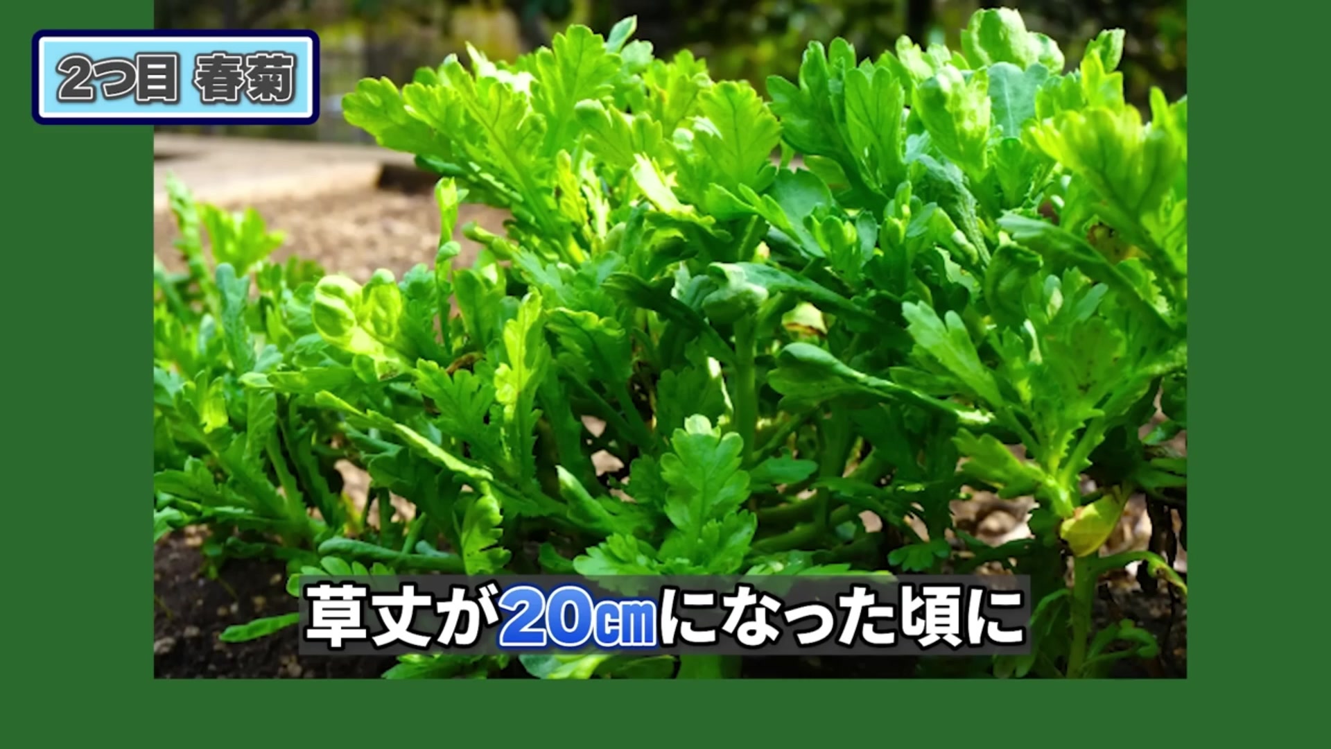 草丈が伸びた収穫前の春菊