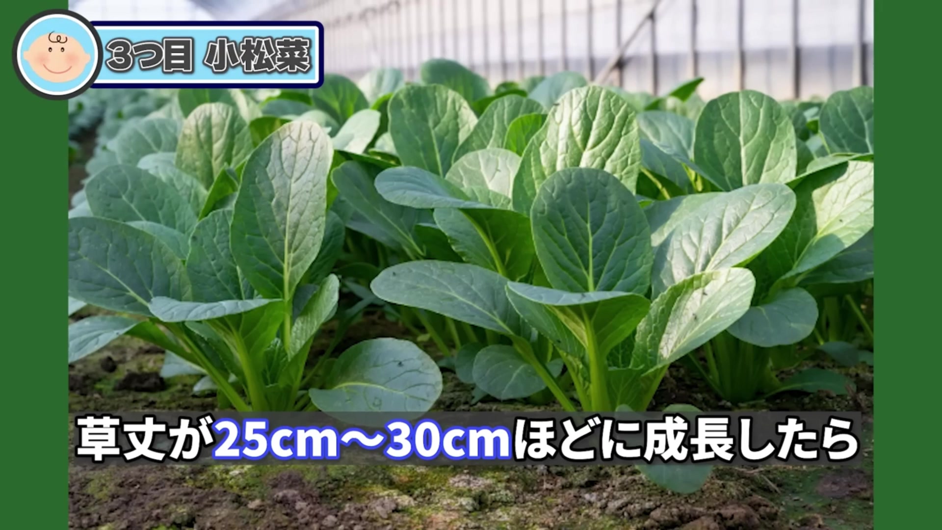 大きく育った小松菜