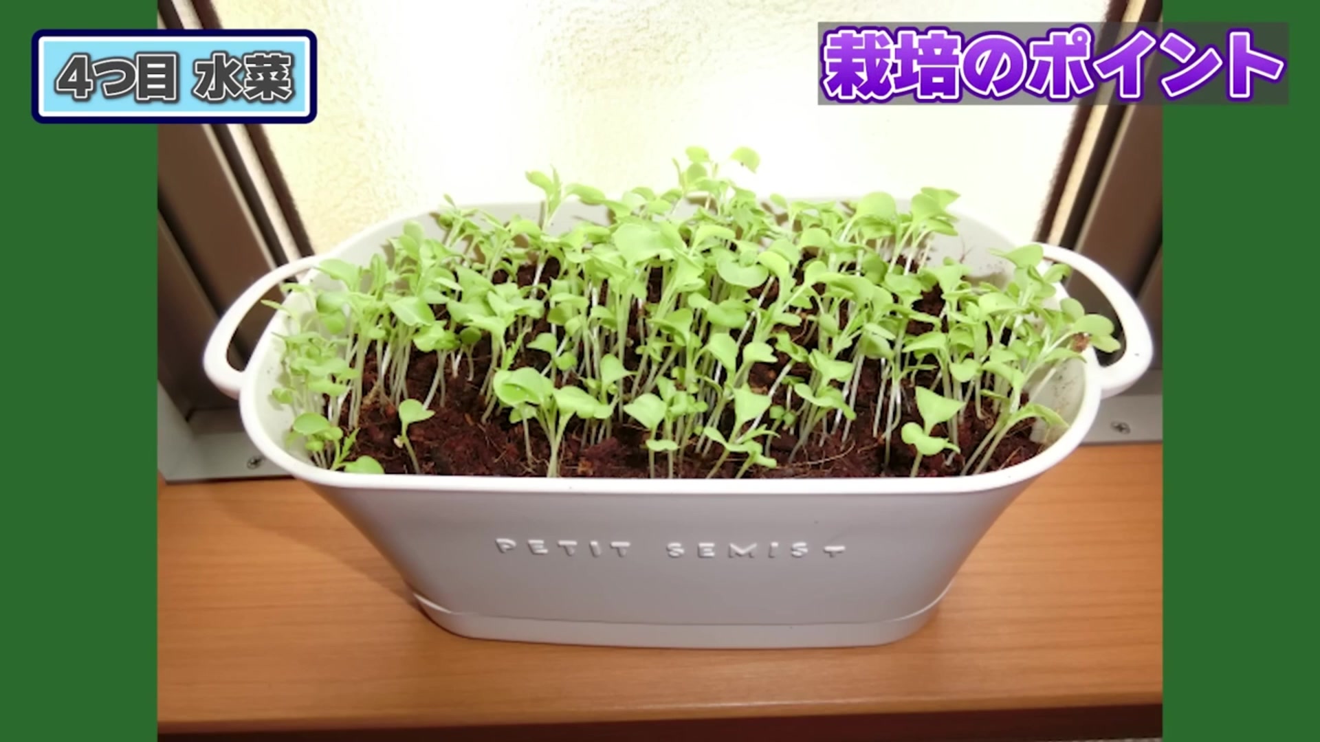 プランターで発芽した水菜