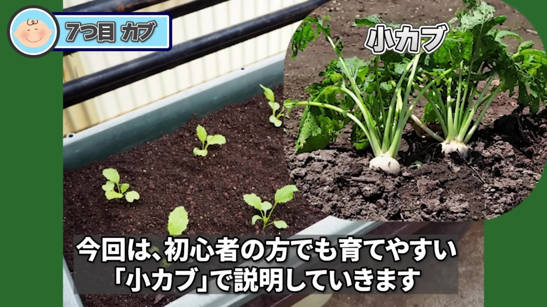 プランターで育てる小カブと収穫例