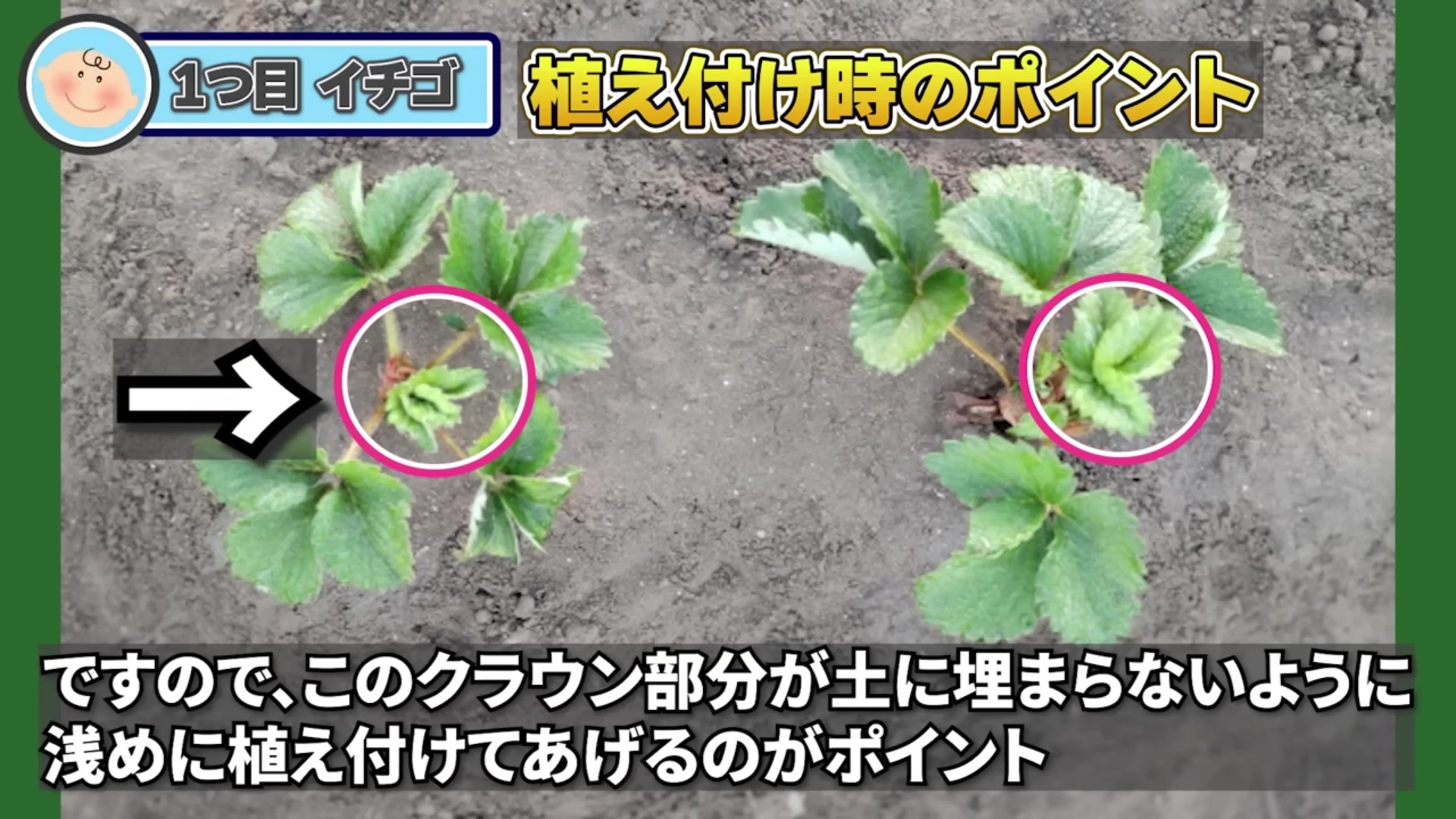 クラウンを埋めないイチゴの浅植え