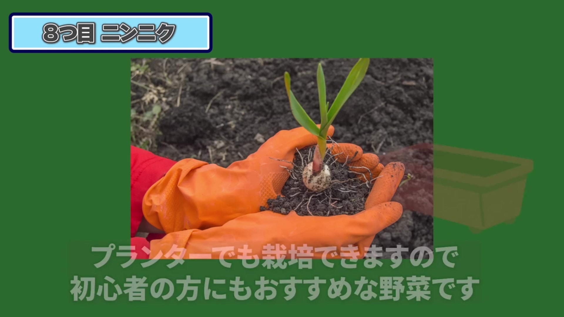 根と芽が伸び始めたニンニク