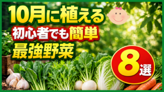 10月に植える初心者向け野菜8選のアイキャッチ
