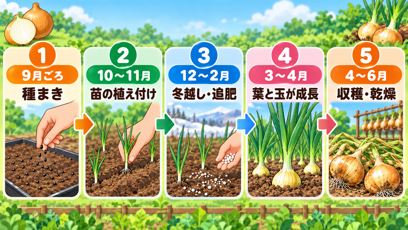 玉ねぎ栽培の種まきから収穫までの年間カレンダー