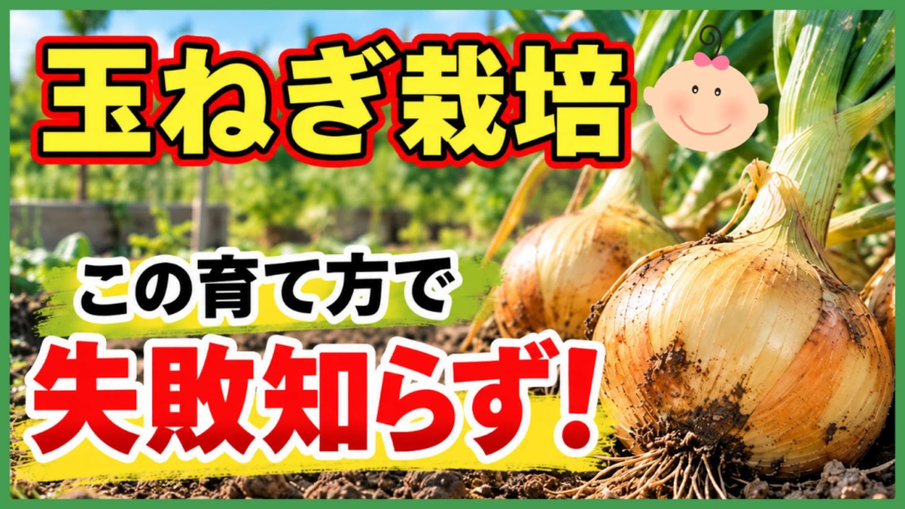 玉ねぎ栽培を種まきから収穫まで解説する記事のアイキャッチ