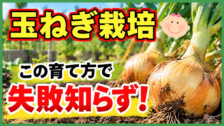 玉ねぎ栽培を種まきから収穫まで解説する記事のアイキャッチ