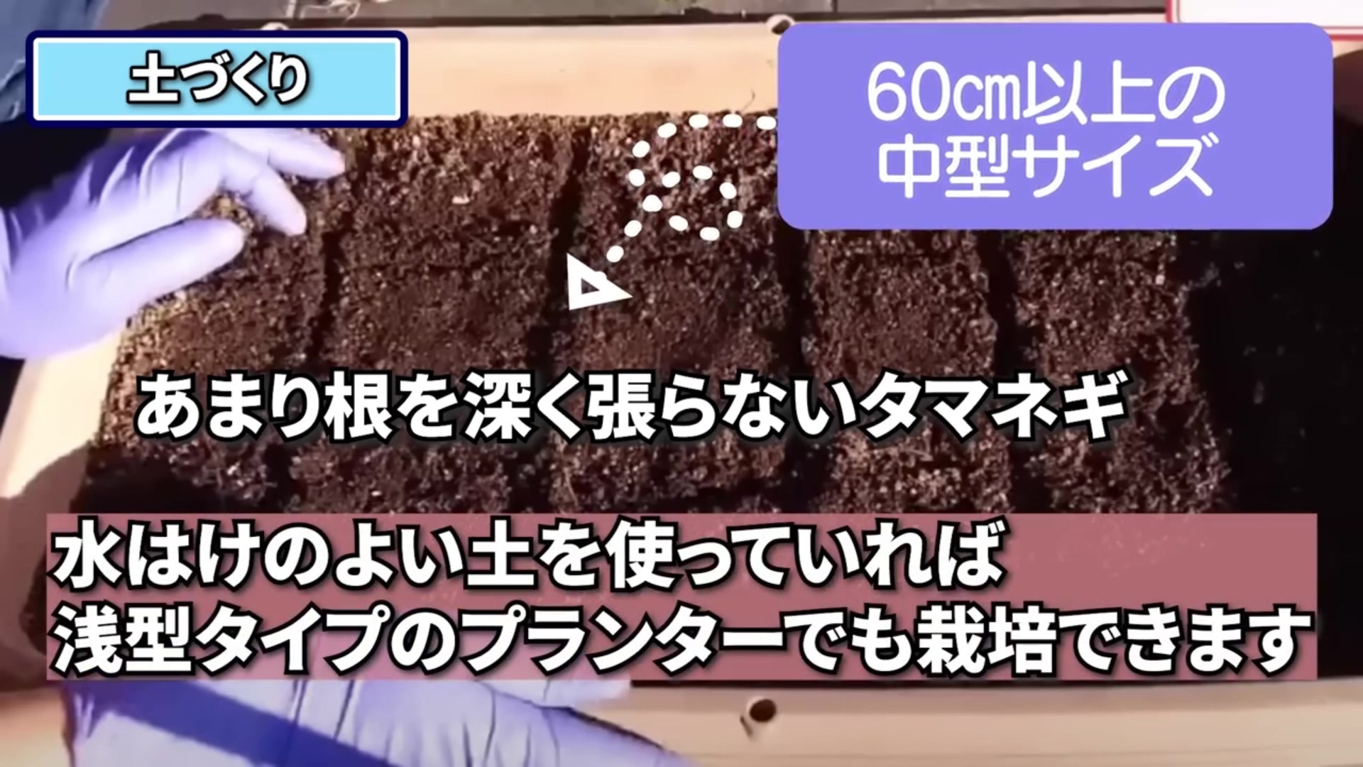 玉ねぎを育てるプランターの大きさと株数の目安