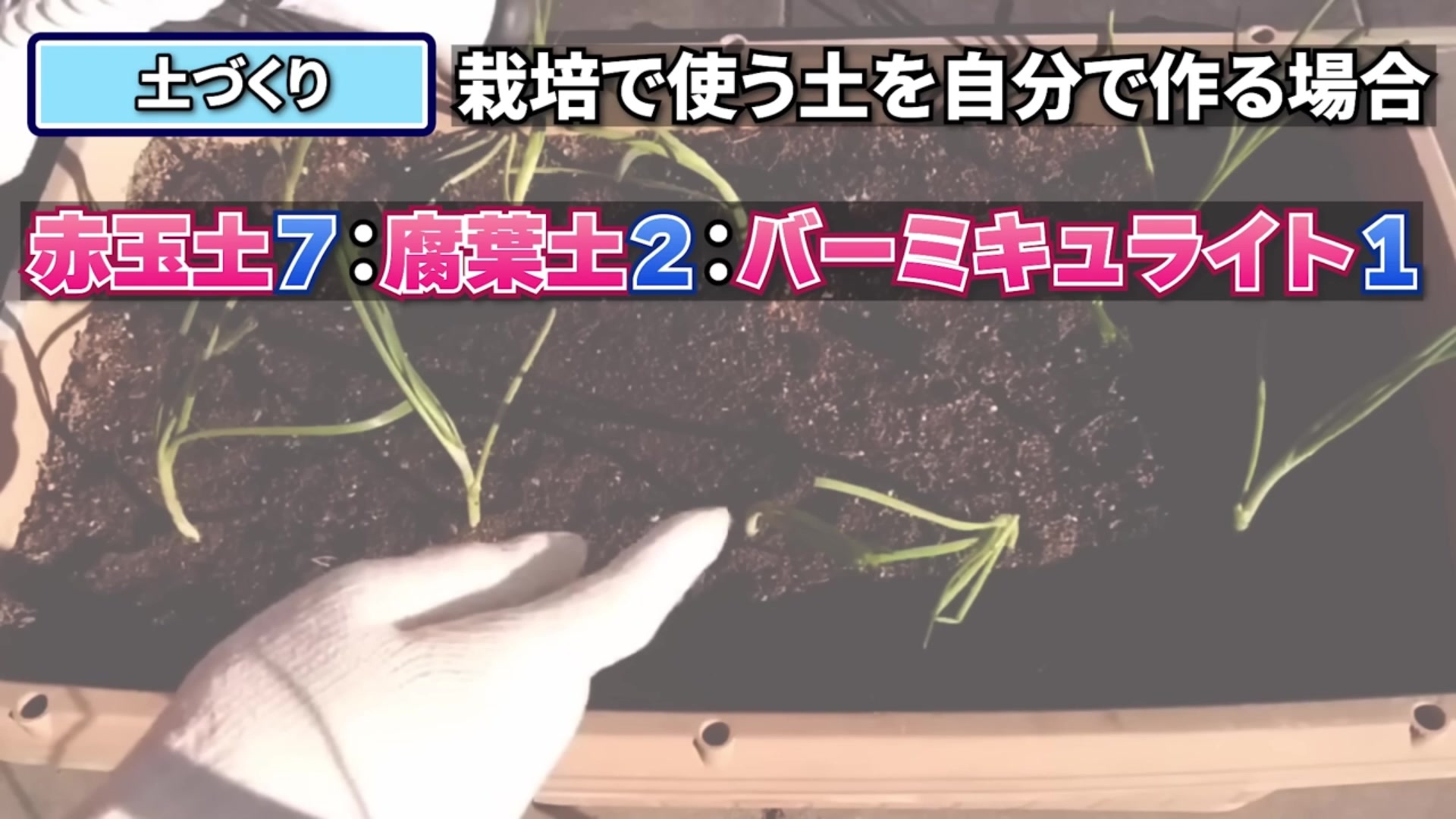 玉ねぎのプランター栽培で使う土の配合