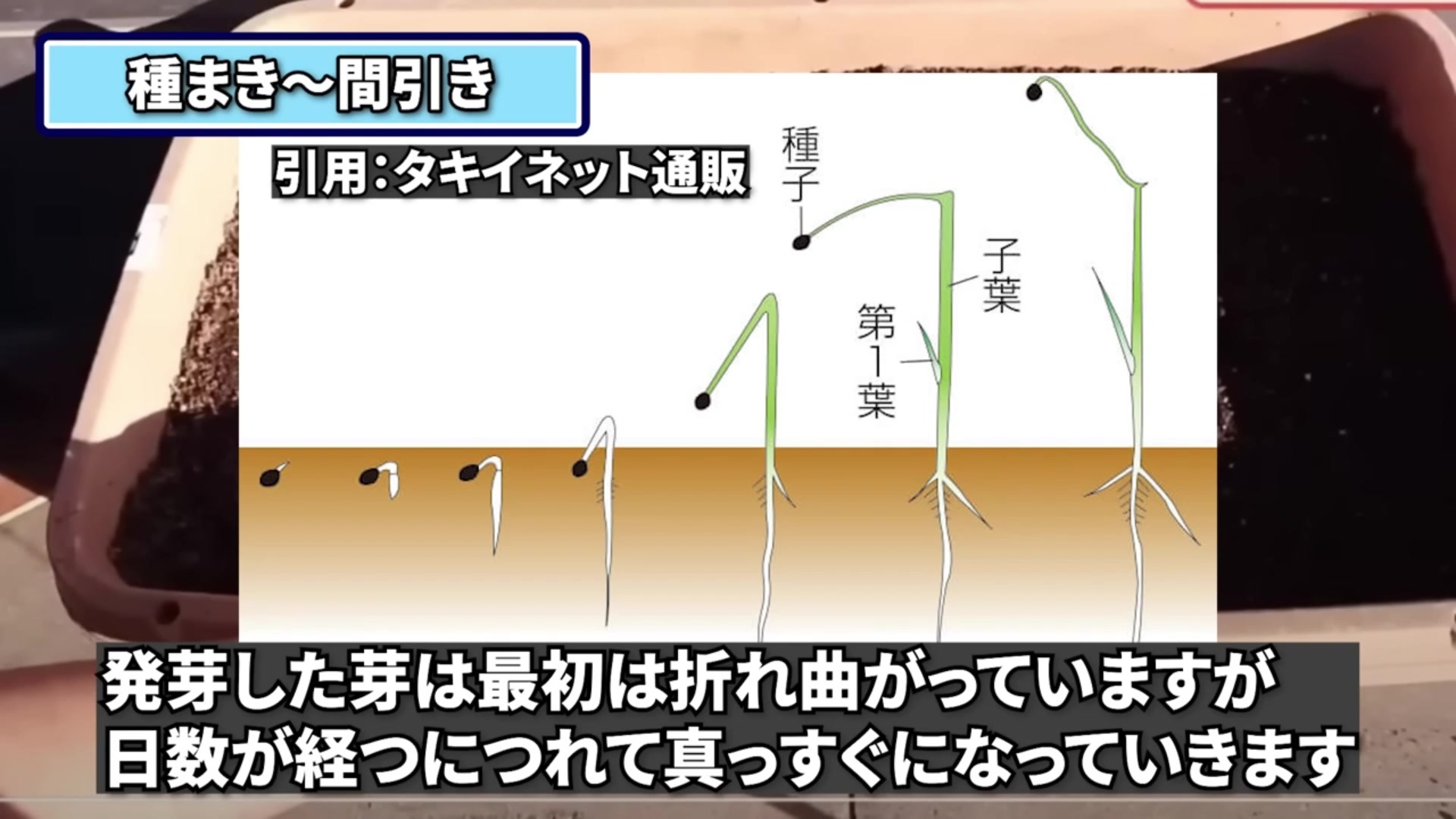 発芽後の玉ねぎ苗を間引いている動画実写