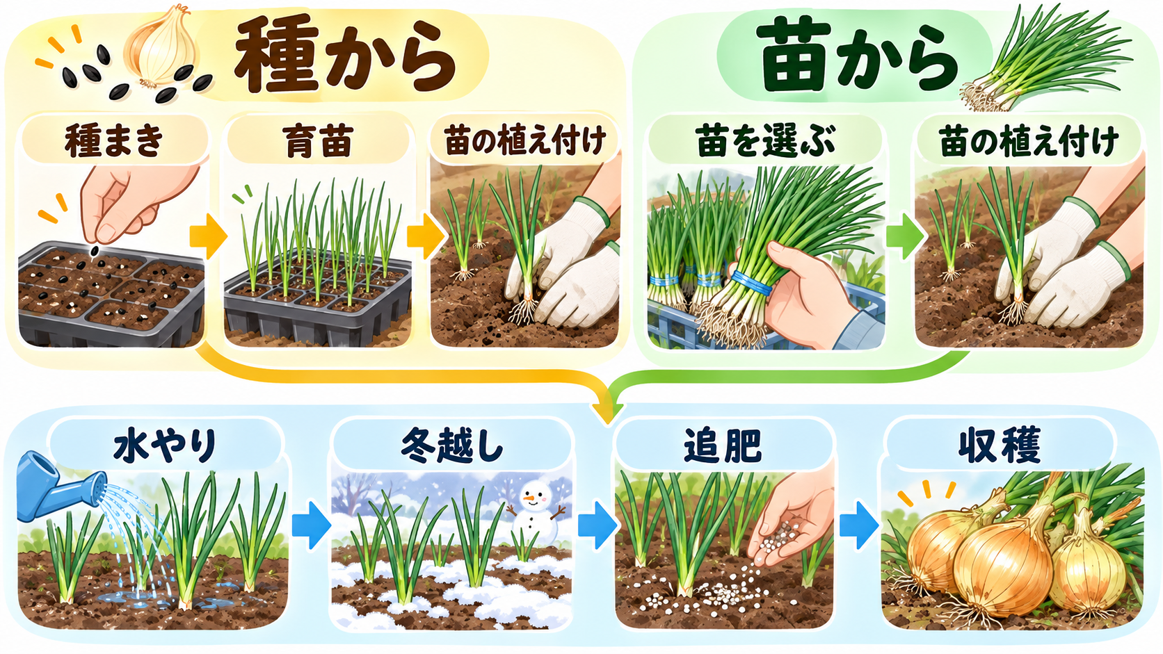 玉ねぎを種から育てる方法と苗から育てる方法の比較