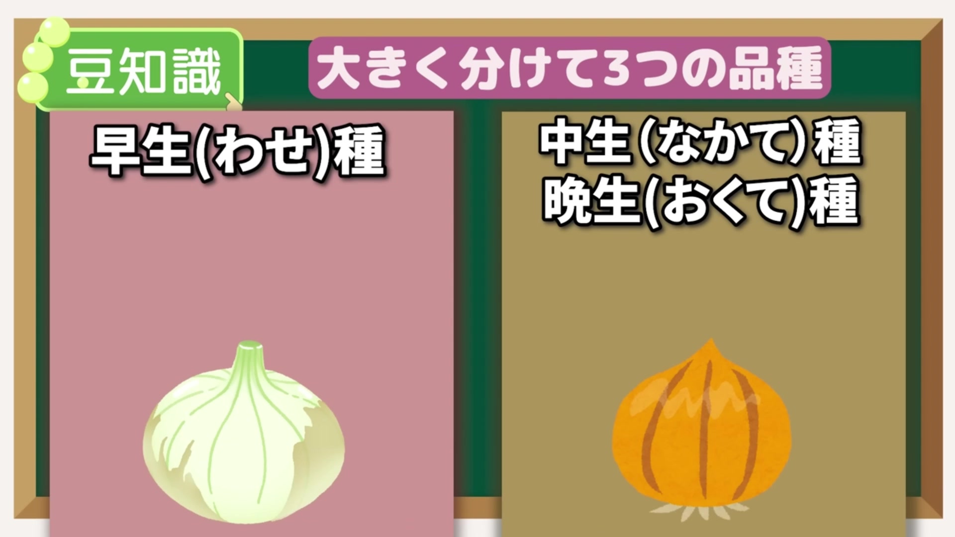 早生・中生・晩生の玉ねぎ品種を紹介する動画実写