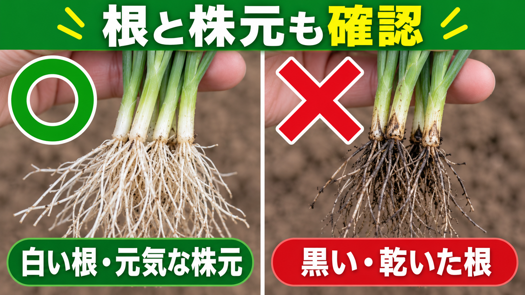 健康な白い根と黒く乾いた根の比較