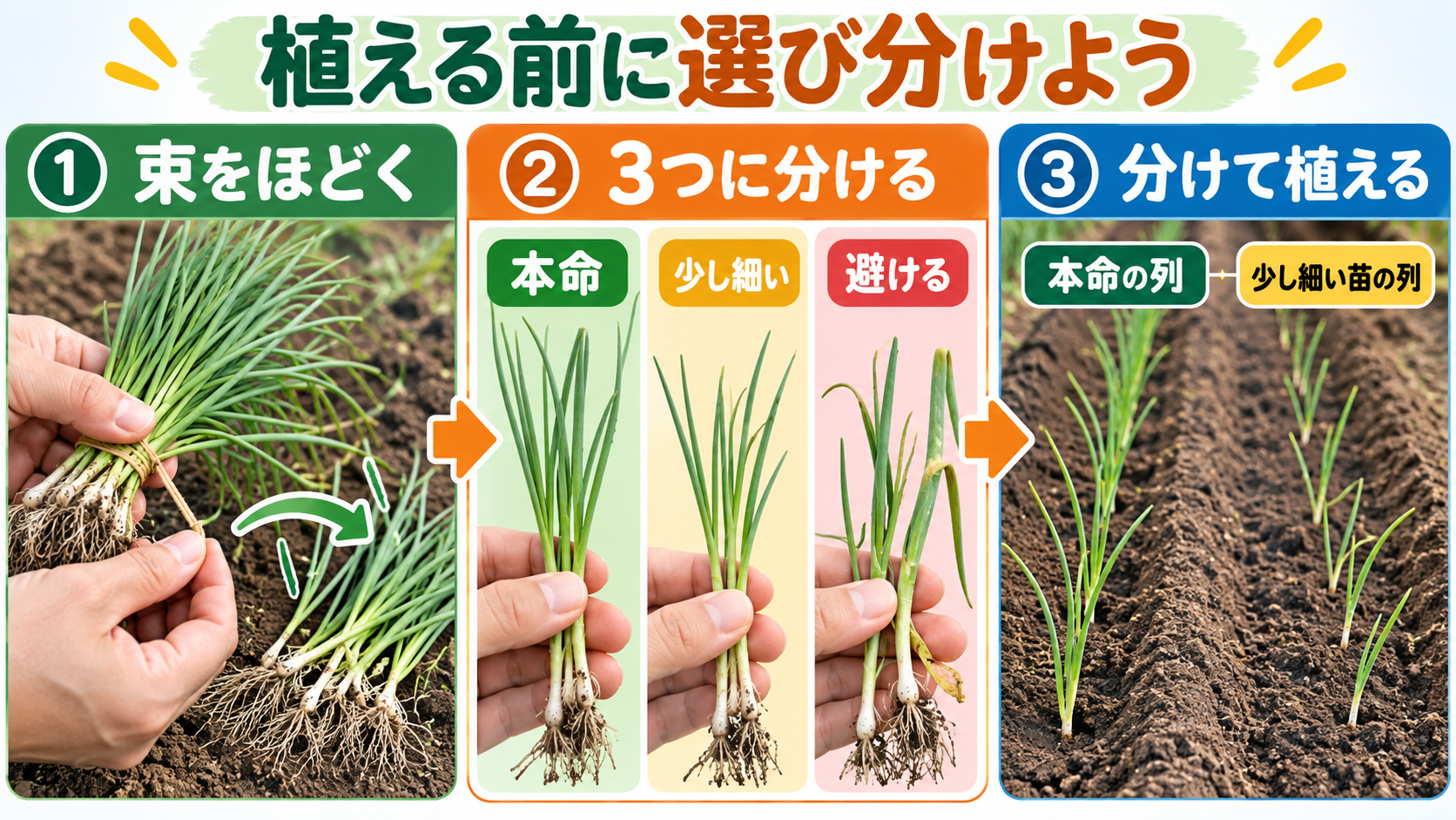 玉ねぎ苗の束をほどき、3つに選び分けて植える手順