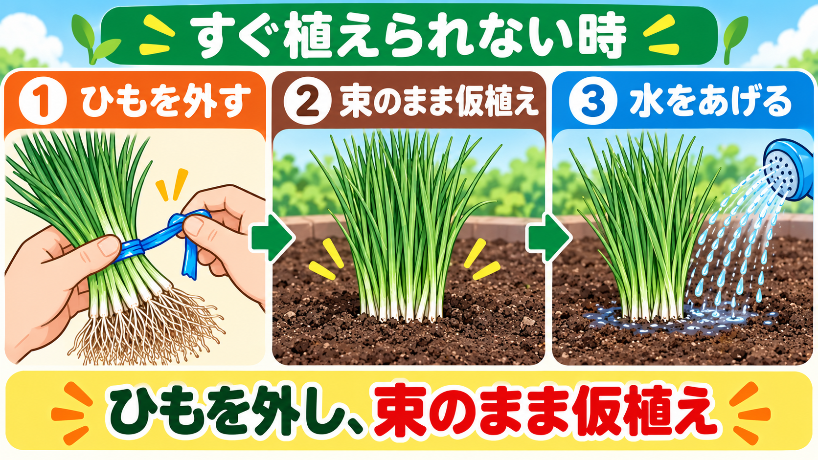 玉ねぎ苗のひもを外し束のまま仮植えして水を与える手順