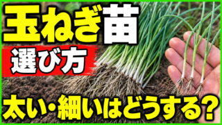 玉ねぎ苗の太い細いと選び方を紹介するアイキャッチ