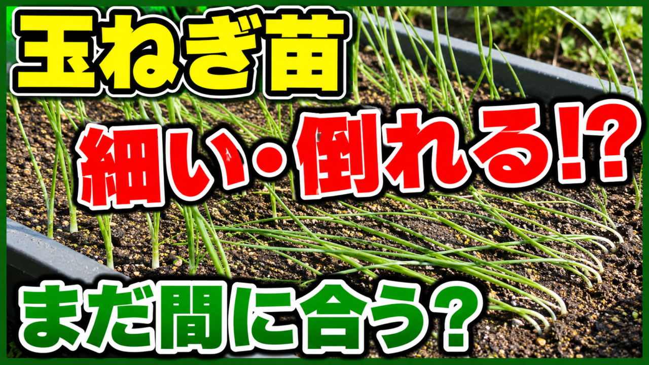 玉ねぎ苗が細く倒れる原因と発芽後の対策を紹介するアイキャッチ