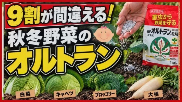 秋冬野菜へ家庭園芸用GFオルトラン粒剤を正しく使う方法を紹介するアイキャッチ