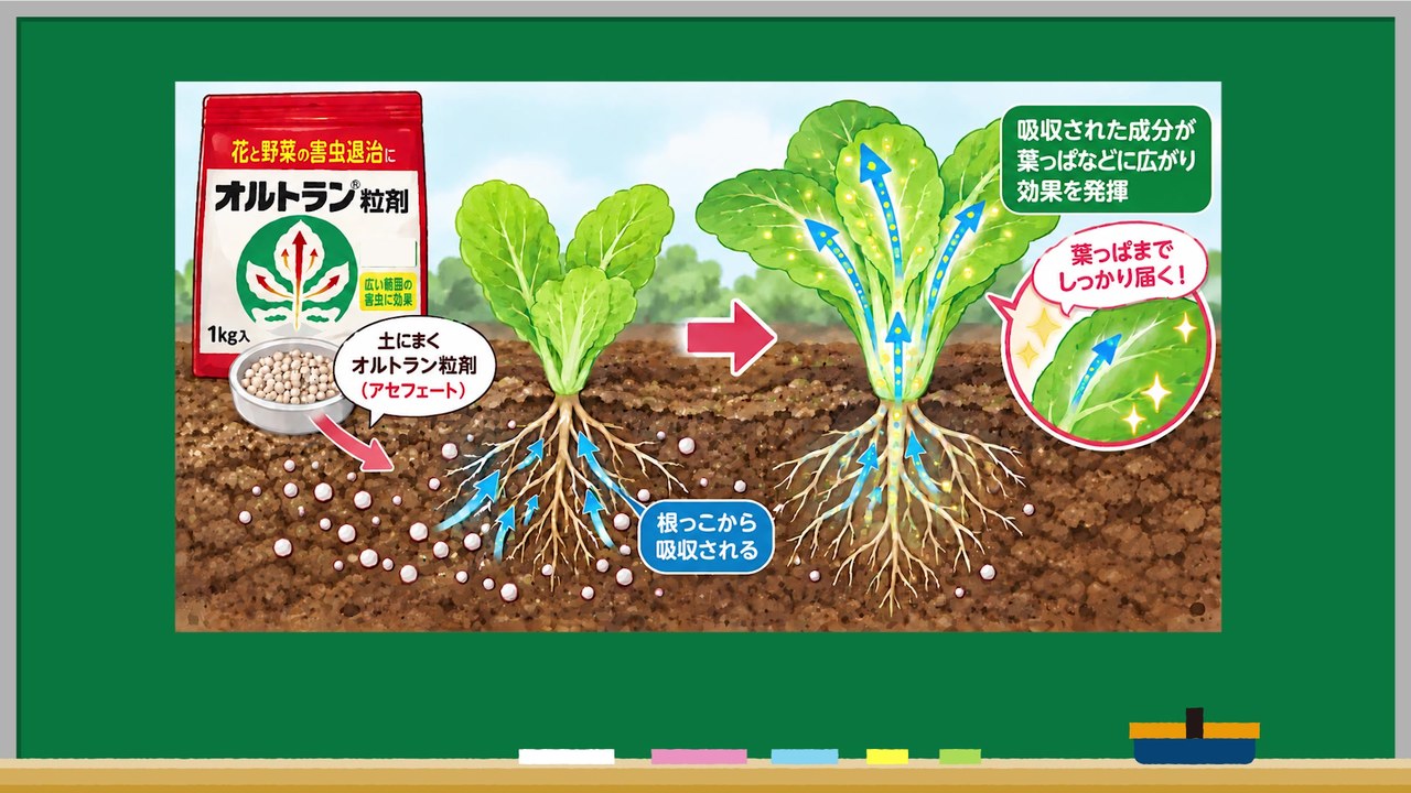 オルトラン粒剤の成分が根から吸収される仕組みを示す図解