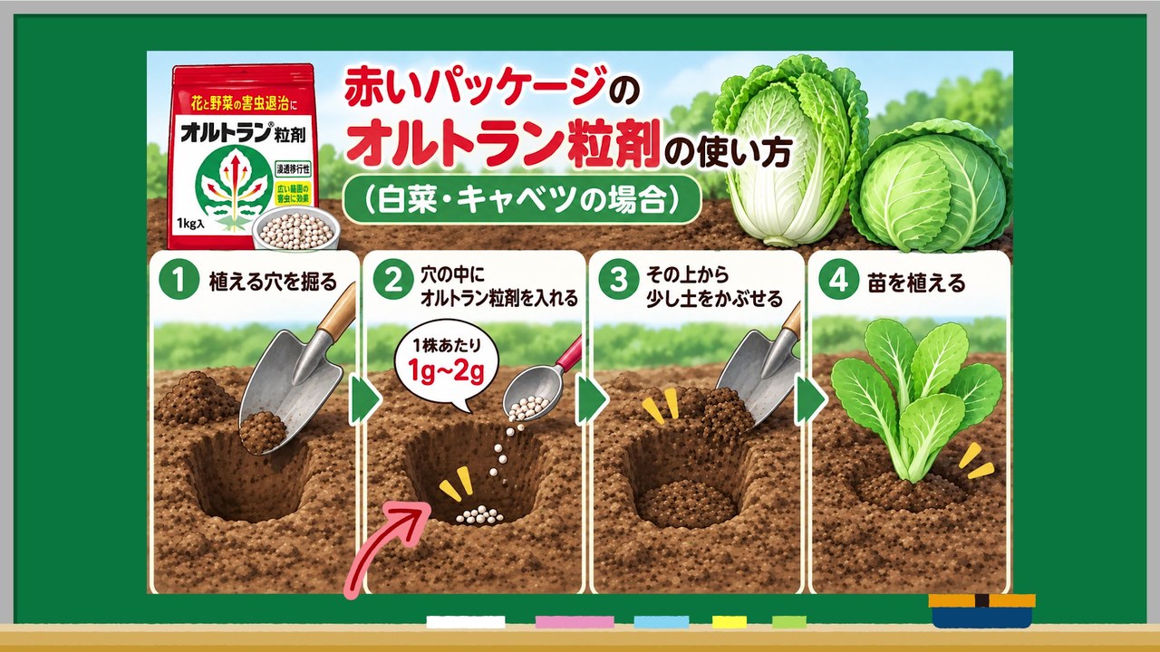 白菜とキャベツの植え穴へオルトラン粒剤を1株1から2g使う手順