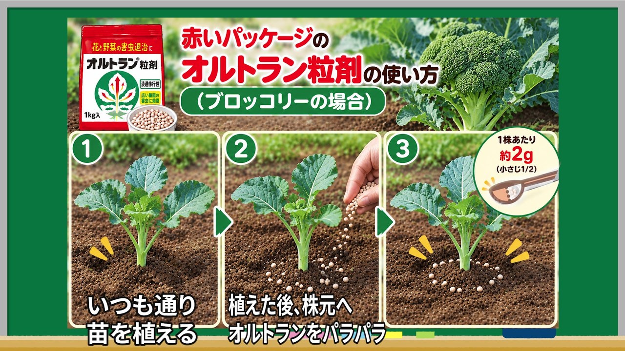 ブロッコリーの植え付け後に株元へオルトラン粒剤2gをまく動画実写