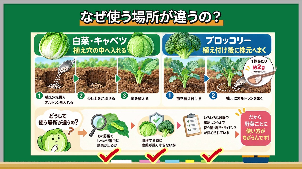 同じアブラナ科でもオルトラン粒剤を使う場所が違う理由を説明する画像