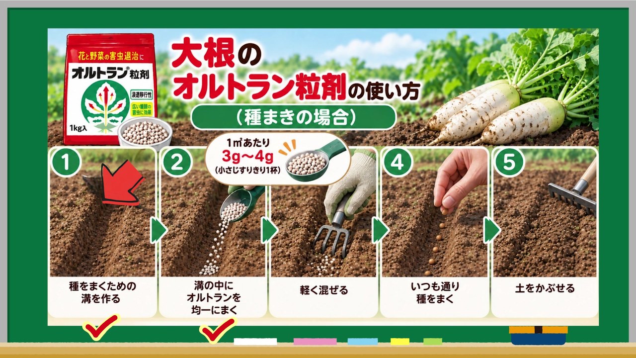 大根の種まき前に溝へオルトラン粒剤を1平方メートル3から4g使う手順
