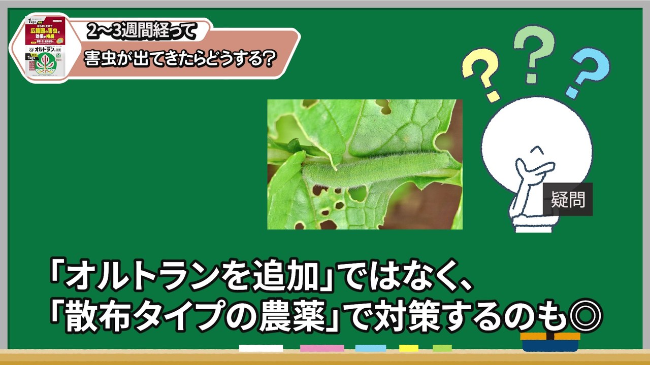 オルトラン粒剤の使用から2から3週間後に害虫を確認する場面