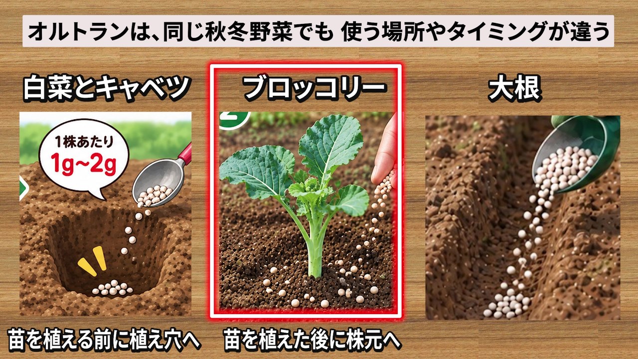 白菜・キャベツ・ブロッコリー・大根のオルトラン粒剤の使い分け一覧