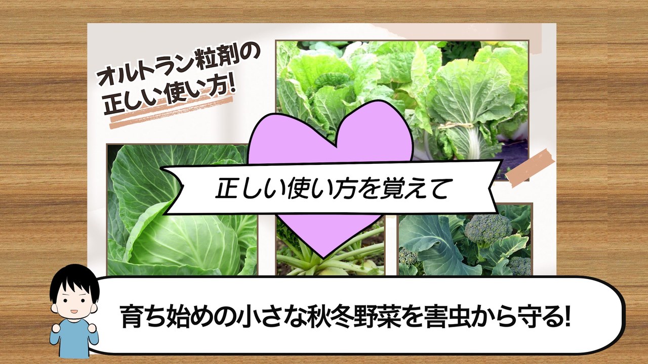 オルトラン粒剤の正しい量と使う場所を動画で説明する場面