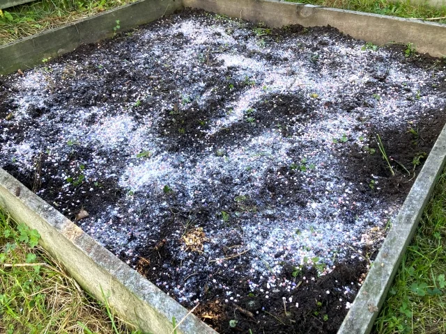 苗を植える前の畝に肥料をまいて土を整える様子