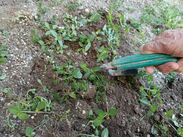 小さい草を片手道具で狙っている様子