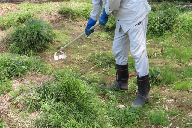 長柄の道具で立ったまま草取りをしている様子