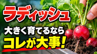 ラディッシュを大きく育てるために大事なことを紹介するアイキャッチ