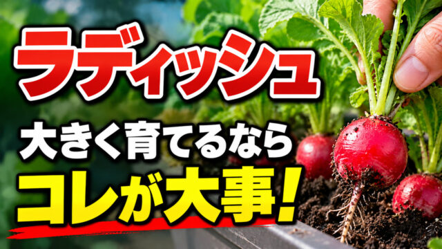ラディッシュを大きく育てるために大事なことを紹介するアイキャッチ