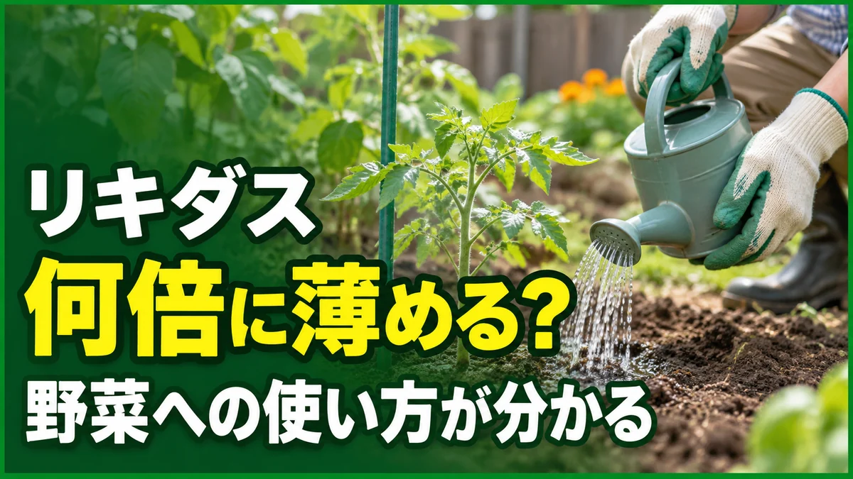 リキダスは何倍に薄めるか、野菜への使い方を示す記事アイキャッチ