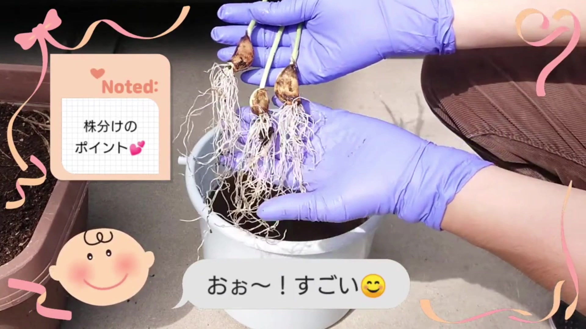 根を大きく傷めず3本に分けたニンニク苗