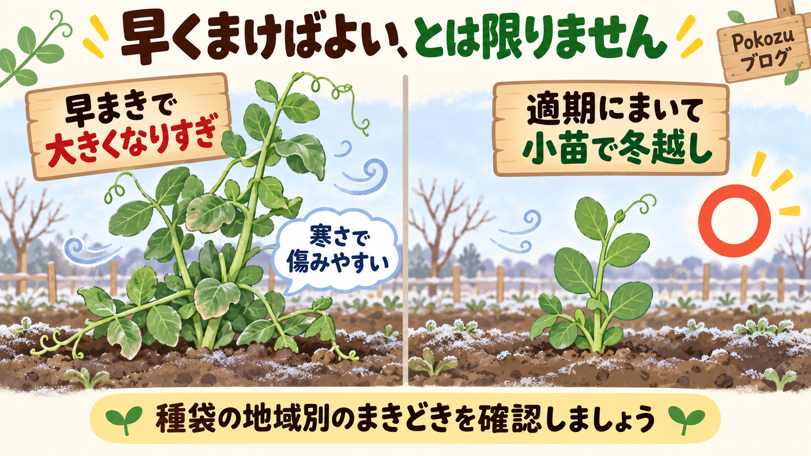 早まきで大きくなりすぎた苗と、小苗で冬を迎える違い