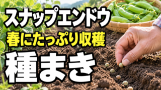 スナップエンドウの種まきと春の収穫を紹介するアイキャッチ