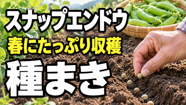 スナップエンドウの種まきと春の収穫を紹介するアイキャッチ