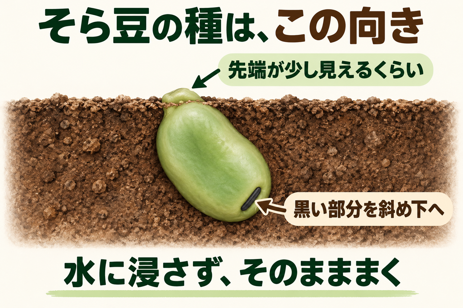 黒いおはぐろを斜め下に向け、種の先端を少し出してまく