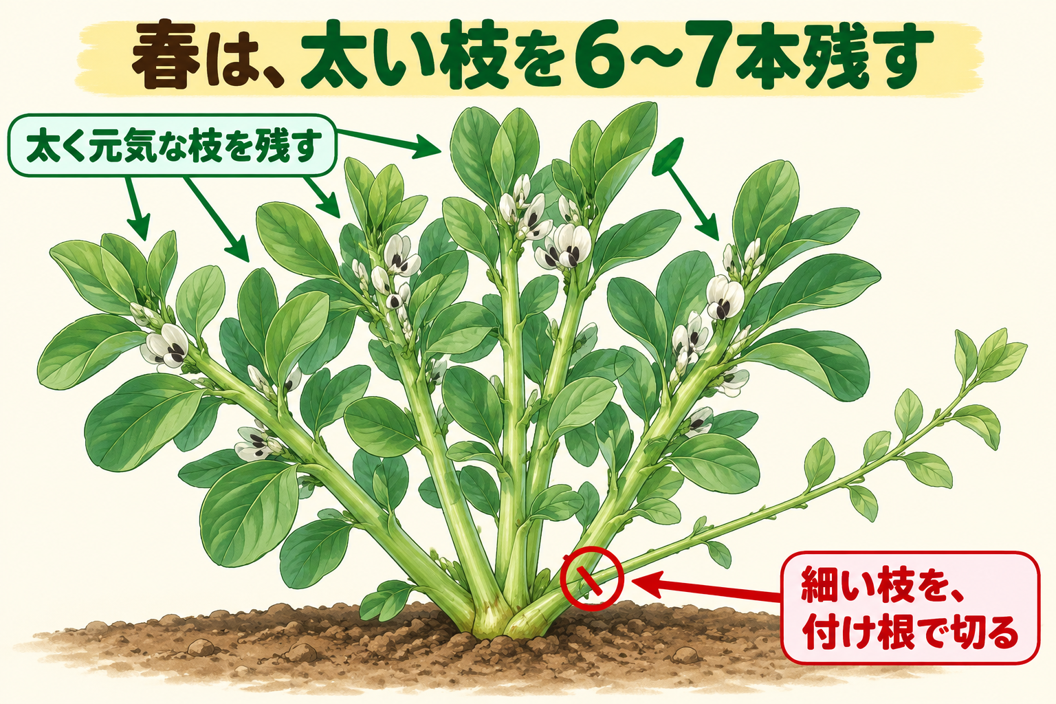 同じ株から出た太い枝を6〜7本残し、細い枝を付け根で切る