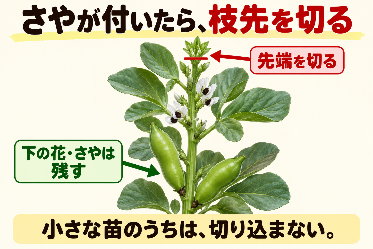 さやが付いた株の先端を切り、下の花やさやを残す摘芯