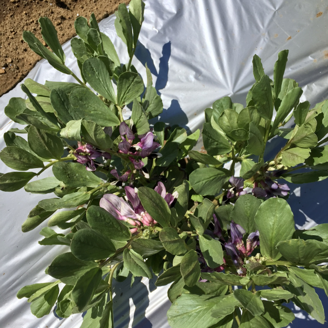 畑で花を咲かせたそら豆