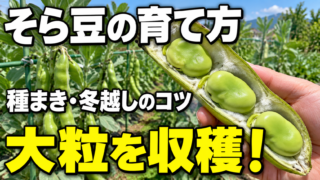 そら豆の育て方と大粒の収穫を紹介するアイキャッチ
