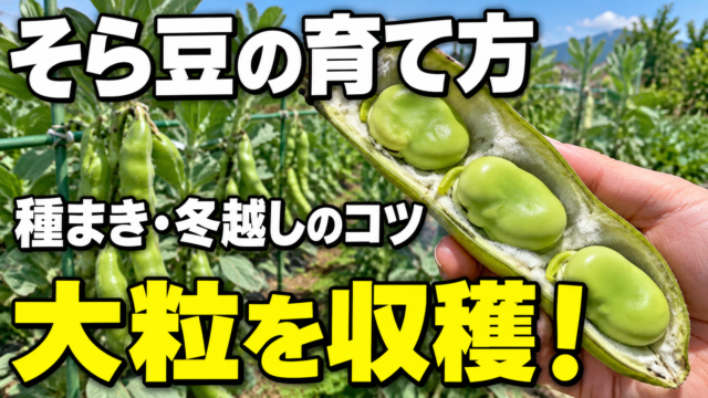 そら豆の育て方と大粒の収穫を紹介するアイキャッチ