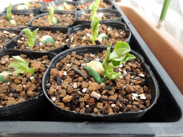 発芽したそら豆の苗
